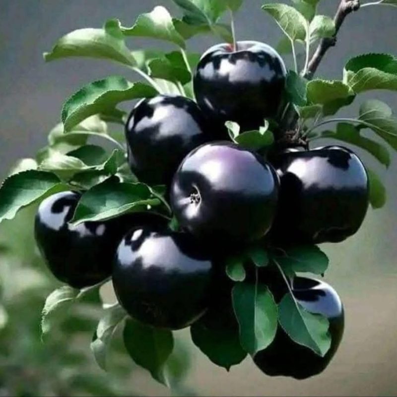 480508438_9139470179473502_6025094847257513758_n