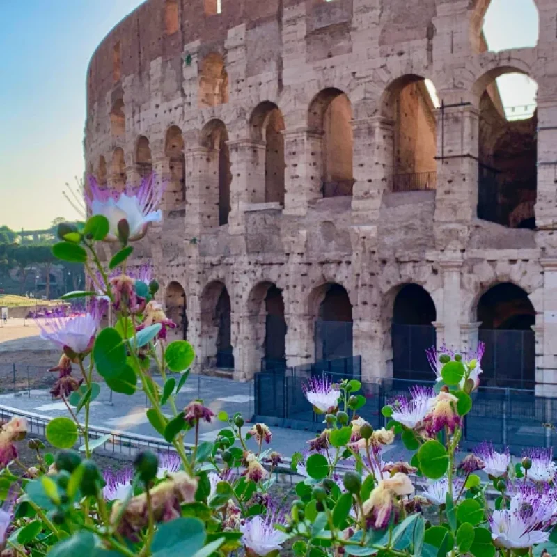 rome colosseum